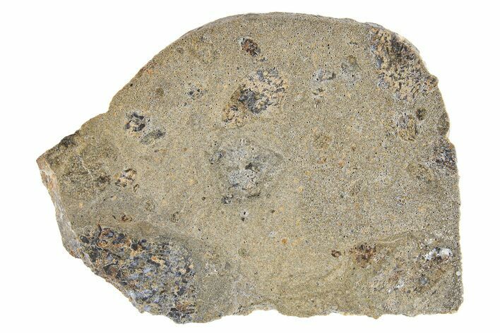 Eucrite Meteorite Slice ( g) - Jikharra #296016